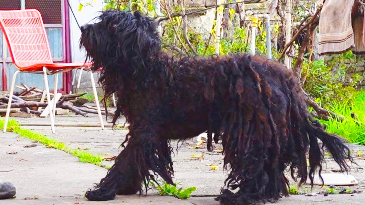We paid $100 dollars for SHAVING this dog  (You WON'T BELIEVE how he looks after that)