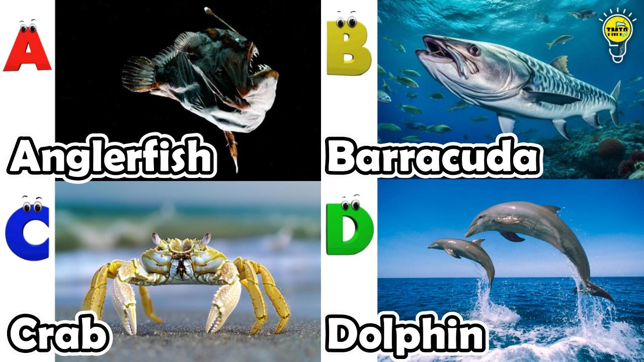 ABC Sea Animals song | Learn Alphabets | English and Animals for Kids | #anglerfish