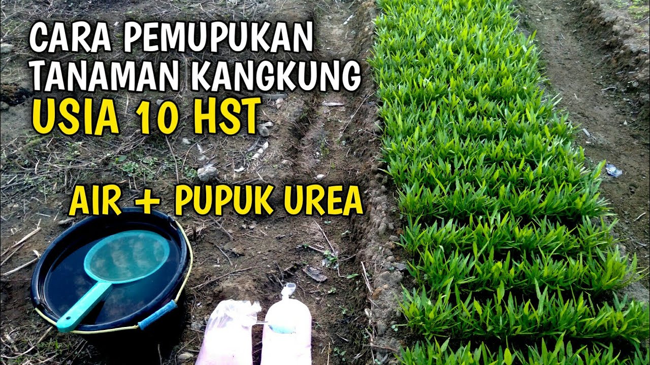#PART2 BUDIDAYA KANGKUNG|CARA PEMUPUKAN TANAMAN KANGKUNG USIA 10 HST SISTEM KOCOR DENGAN PUPUK UREA