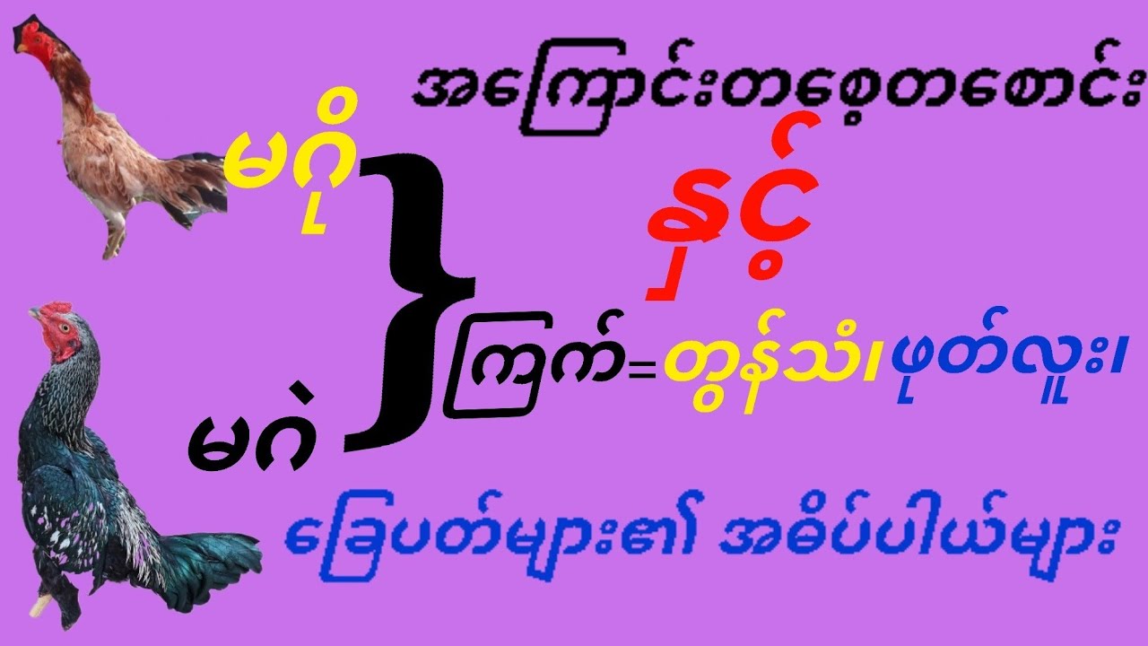 @ကြက်ဝါသနာရှင်ညီကိုတိုင်းသိထားသင့်တဲ့အကြောင်းအရာတွေဖြစ်လို့ပျက်သွားလို့ပြန်တင်ပေးလိုက်ပါတယ်နော်