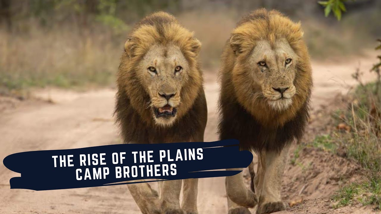 Rise of The Plains Camp Males - Sons of The Mantimahle Coalition - Documentary - Lions of Sabi Sand
