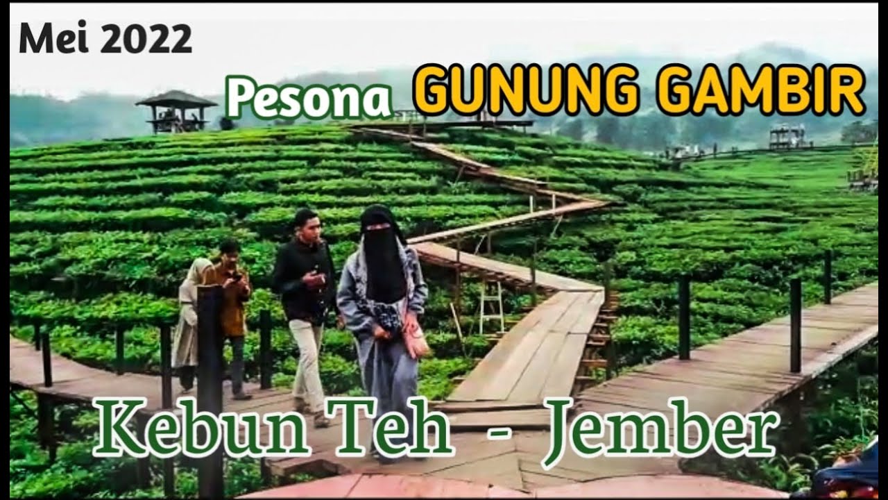 Wisata Menyejukkan mata || Pesona kebun teh gunung gambir || Tanggul-Jember