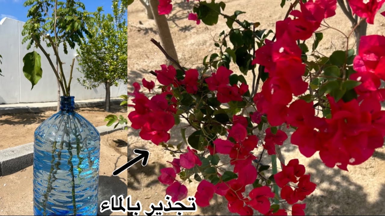 تجذير شجرة الجهنمية بالماء | Rooting the bougainvillea tree with water