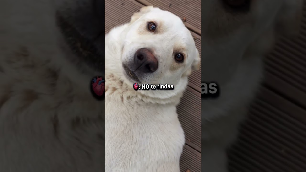 &iquest;NO TIENES MOTIVACI&Oacute;N ESTUDIANDO MEDICINA VETERINARIA? #jenniferveterinaria