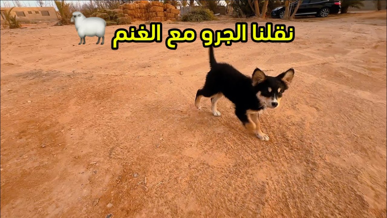 توليف الجرو مع الغنم. 🐑