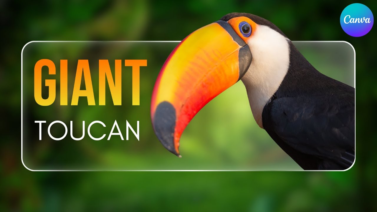 Canva Lower Third Animation Tutorial