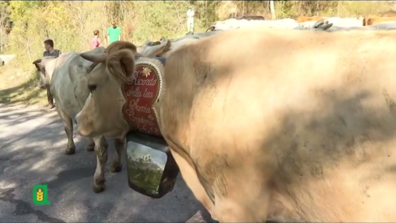 Caluma el vache: il ritorno delle mandrie a valle