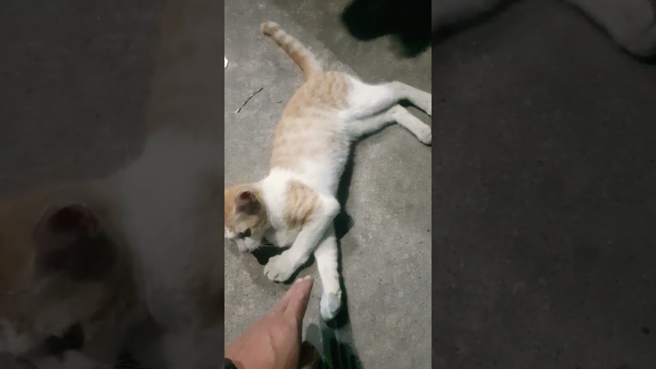 Cute & Funny Cat on the Road  #cat #adorably #funnycats #kitten #adoreble #cutecats #funnykittens