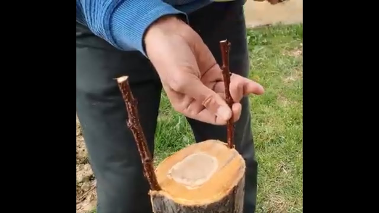 Erik Ağacına Aşı Nasıl Yapılır? Adım Adım Uygulama. Erik Ağacına Aşı Yapmanın Püf Noktaları