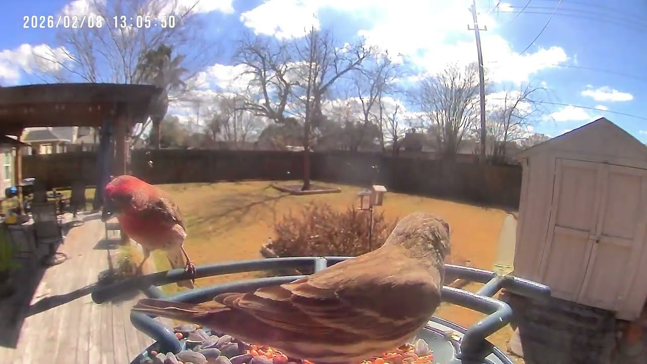 Birds at the Feeder SE Texas on 2/8/2026
