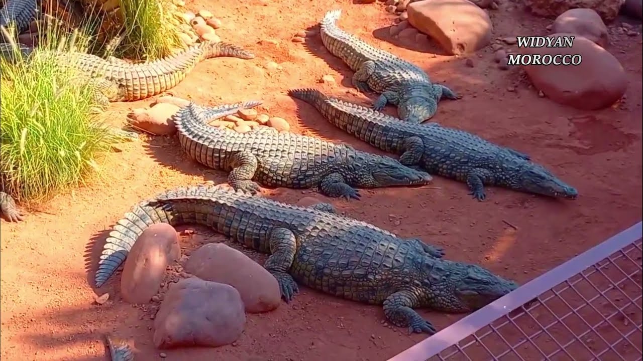 MOROCCO  -  CROCOPARC AGADIR