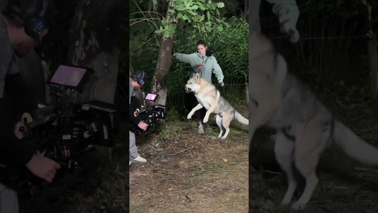 Вовк Україна. Чехословацький влчак #вовк #волк #вовкукраїна #волкукраина #влчак #вовчак