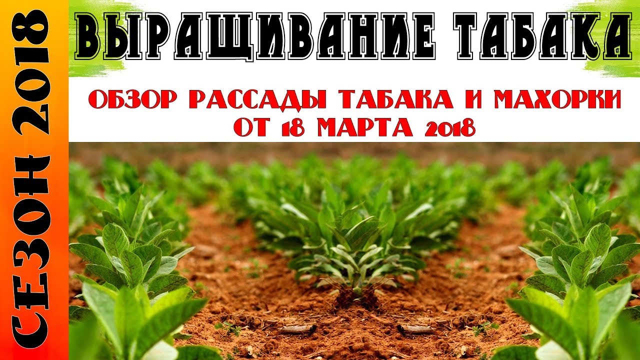 Обзор рассады табака и махорки от 18 марта 2018