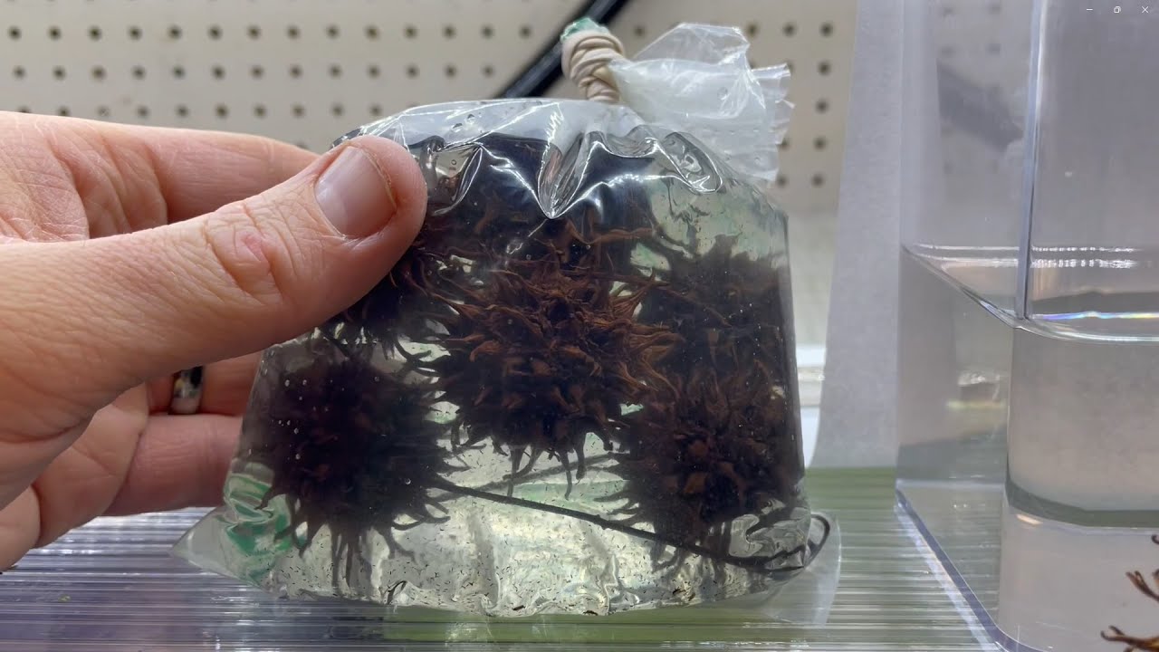 Scud Balls - Scud and Microfauna Seed Pod Culture
