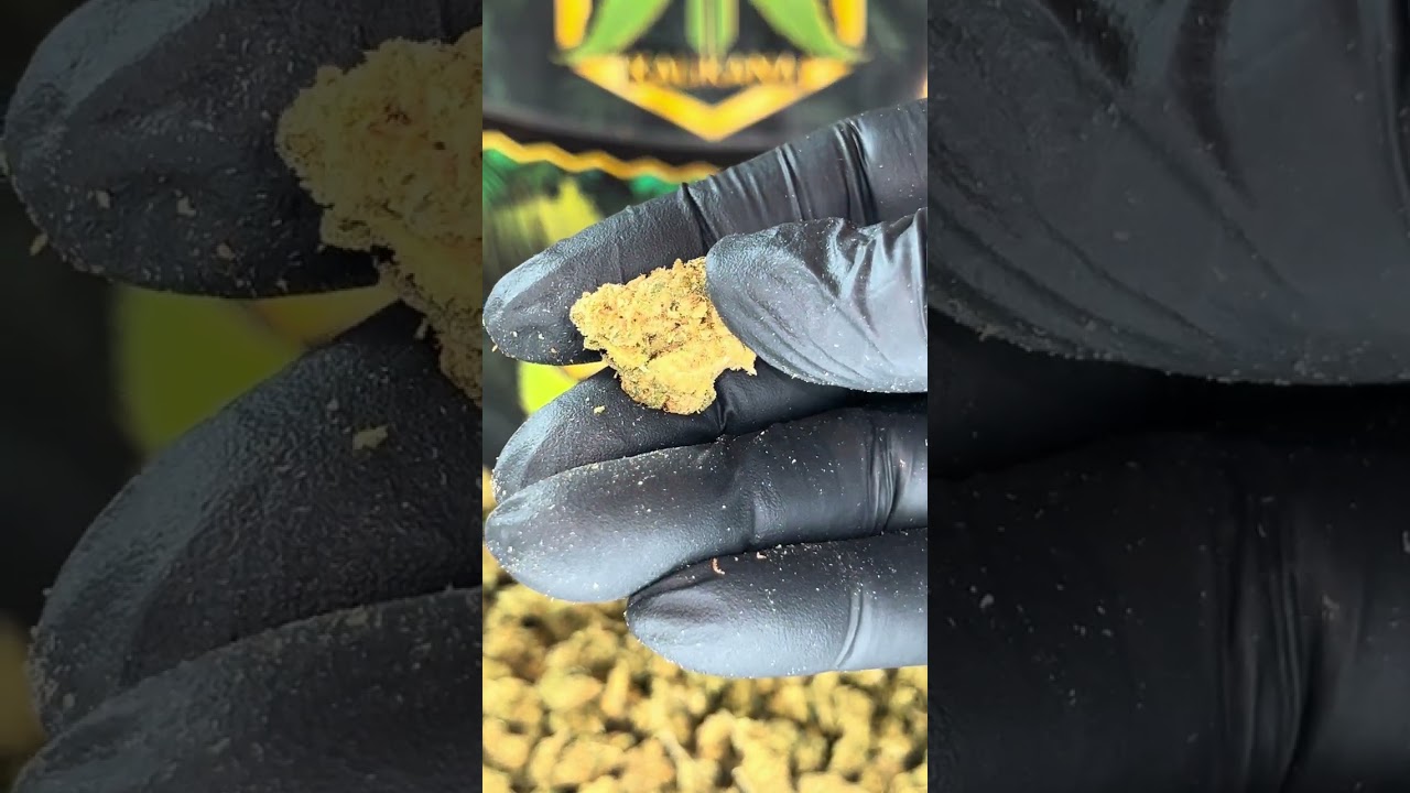 POP CORN AMNESIA HAZE | Indoor - Small Buds
