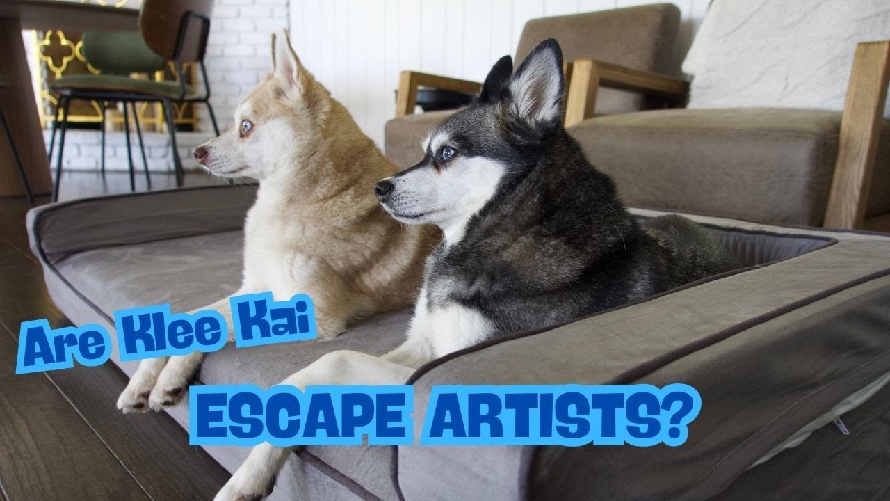 Are Alaskan Klee Kai Escape Artists?