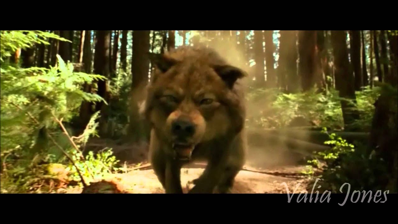 The Twilight Saga || Light'em Up