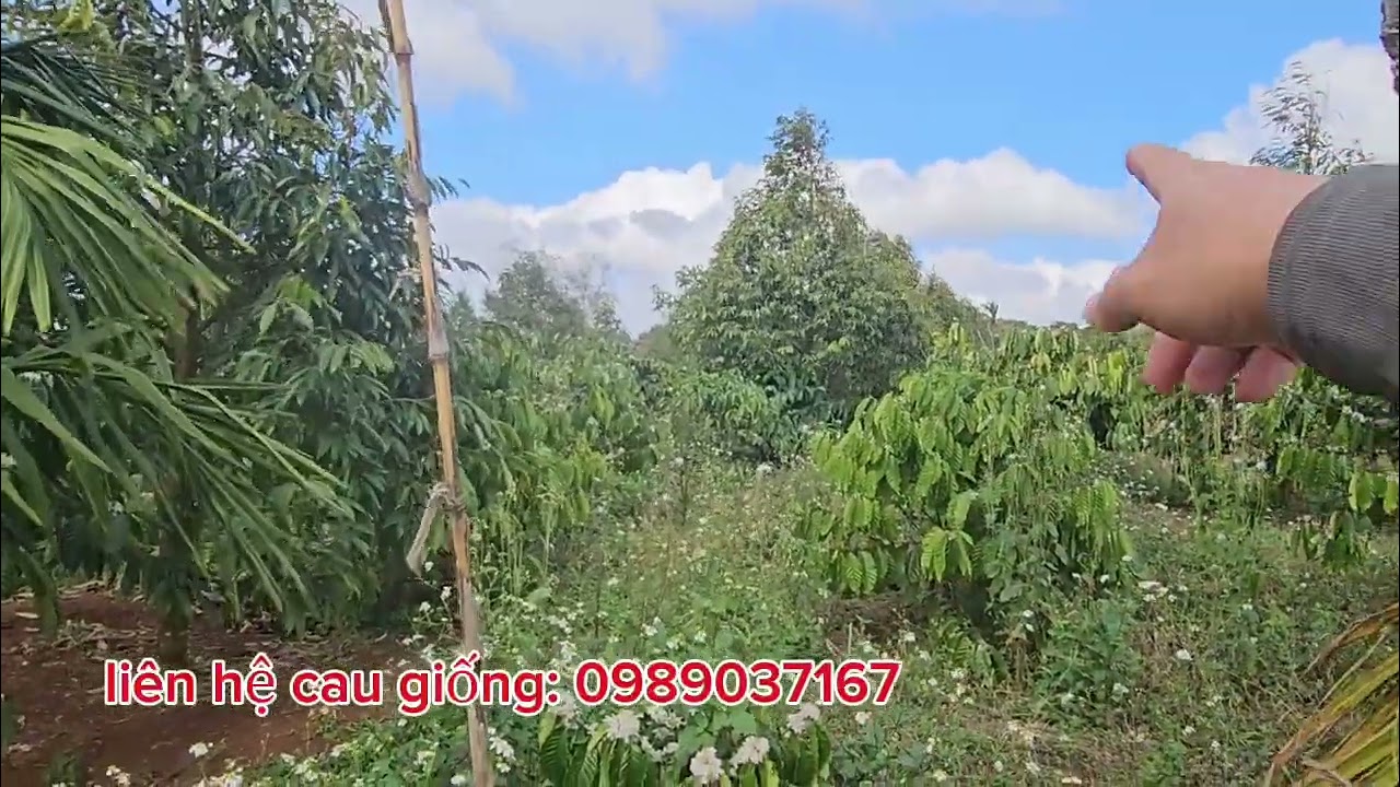 Cau trồng xen cà phê và sầu riêng. Sai lầm khi mua giống!