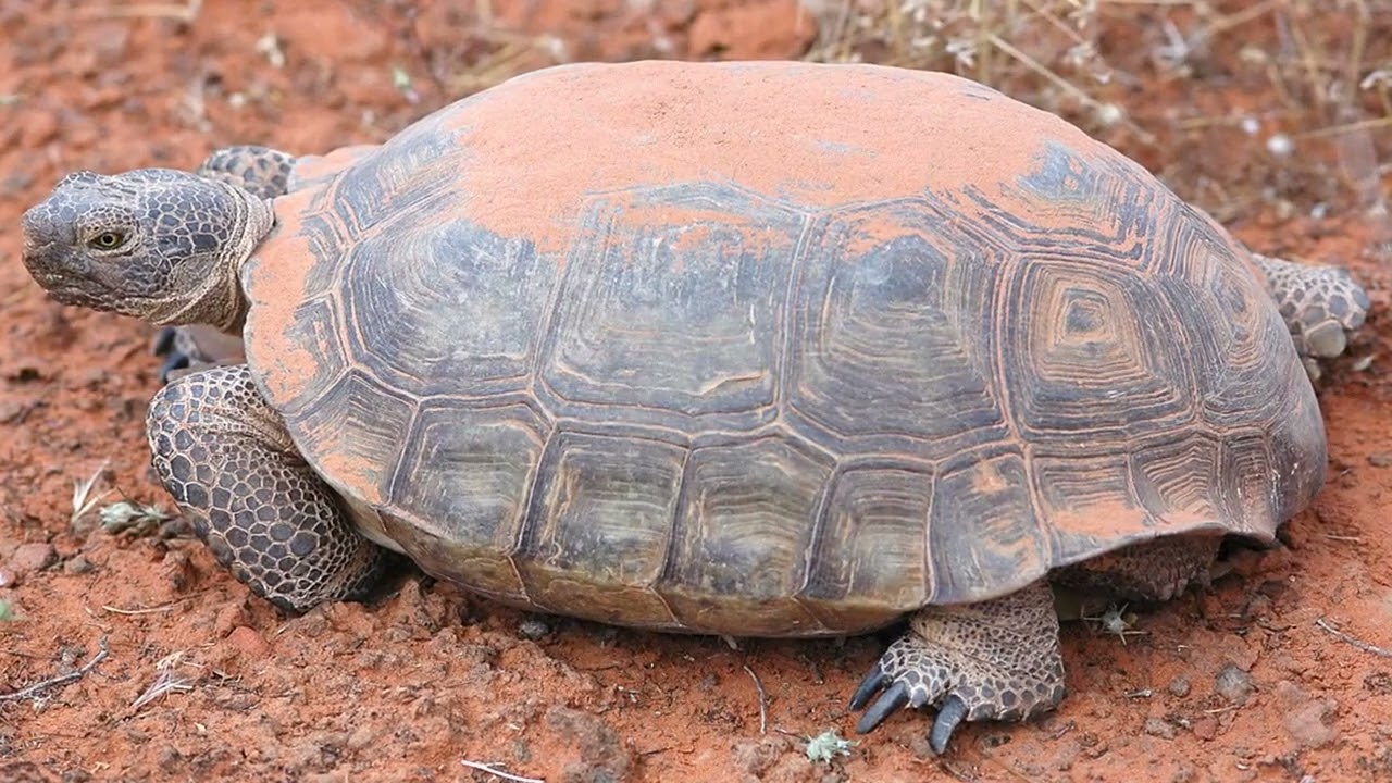 5 Introverted Animals