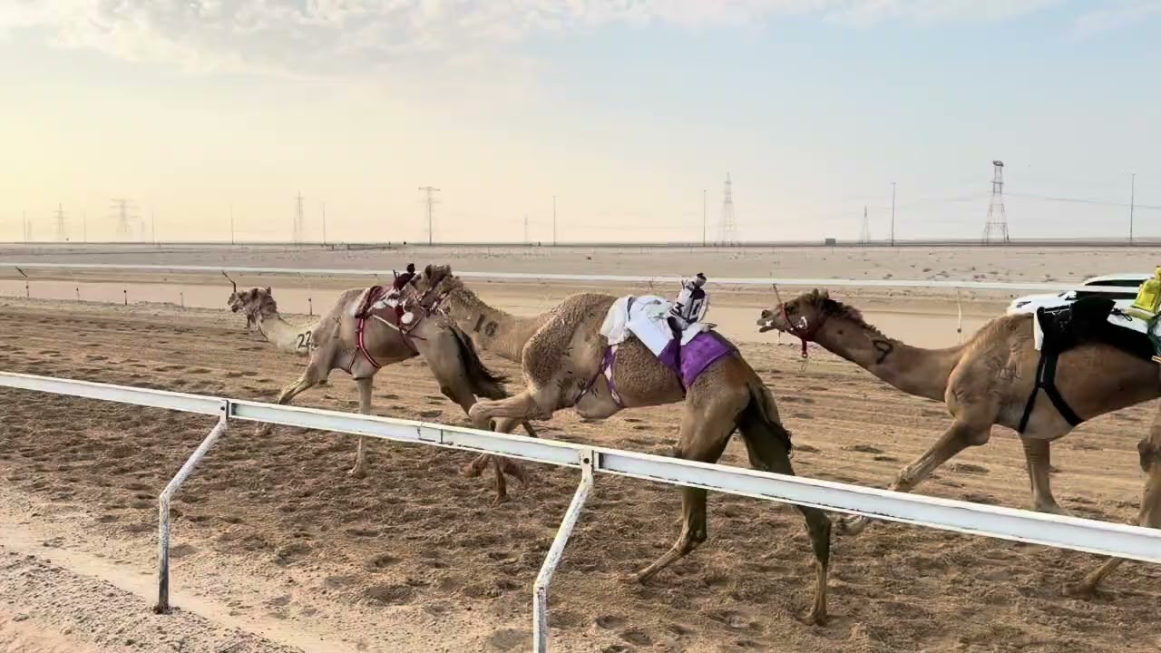 🔳الشوط 7 .. (زمول محليات)‏🥇 (مبهر) لـ سعيد مبارك مدعي المنصوري 9:27:37  