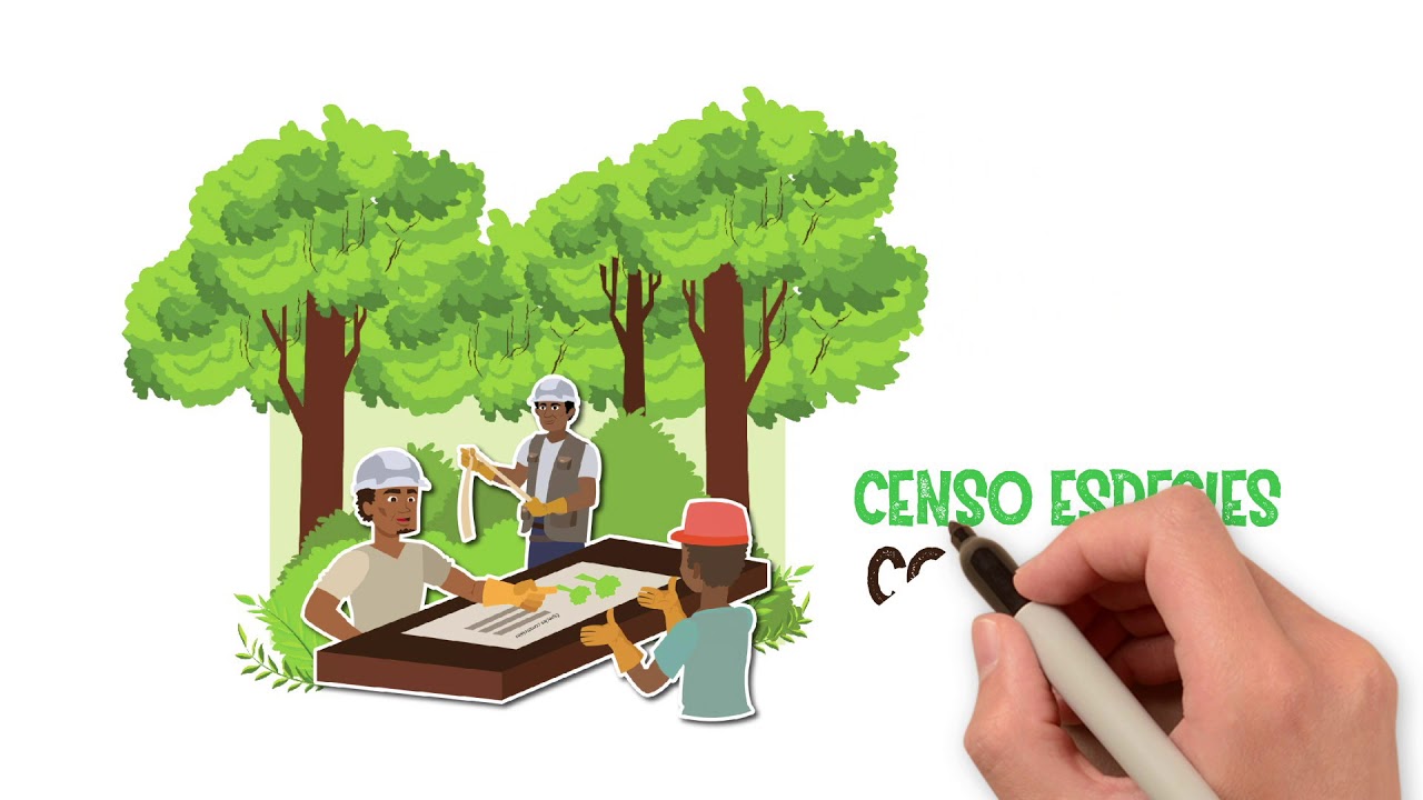 MANEJO FORESTAL SOSTENIBLE