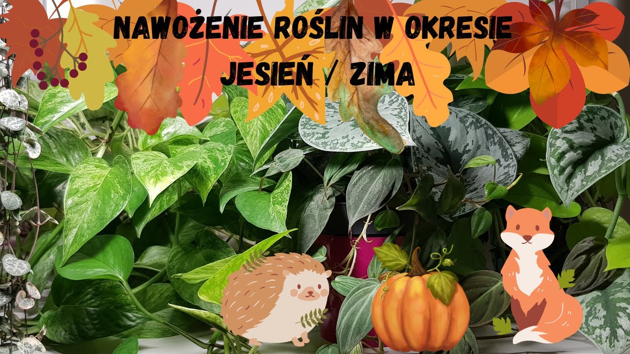 Nawożenie roślin w okresie jesień / zima