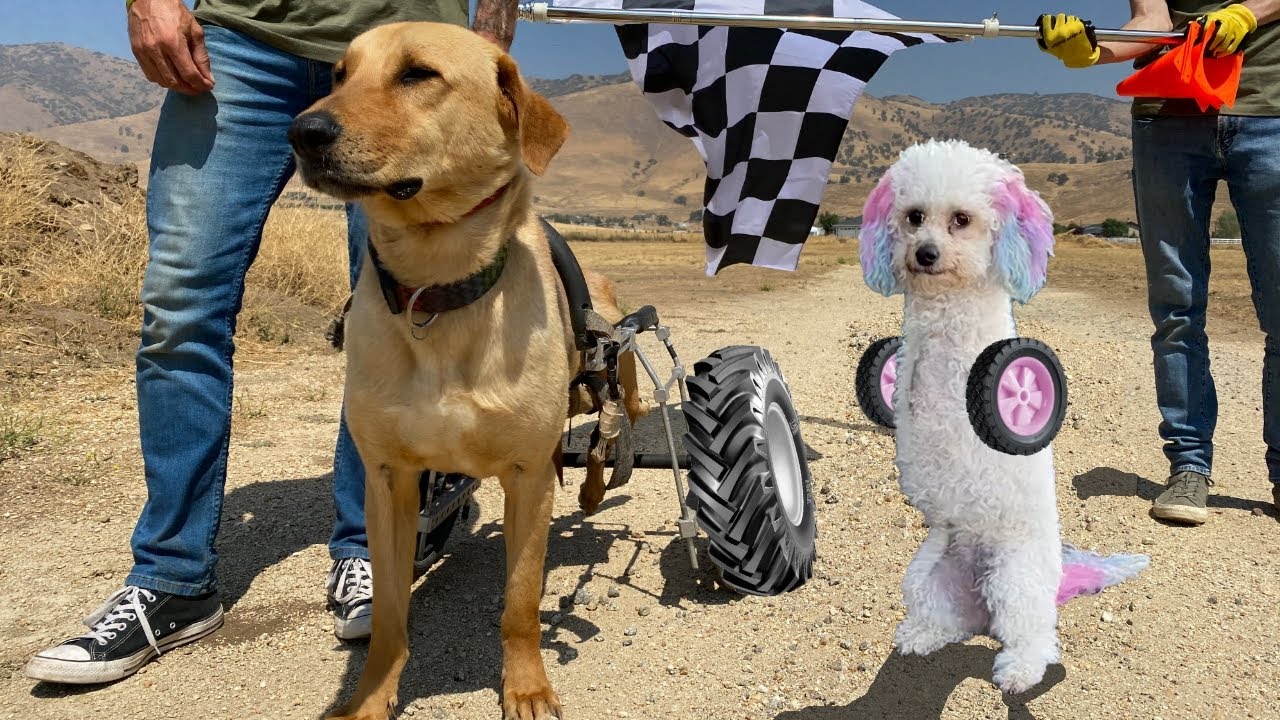 1st EVER Homeless Dog Wheelchair Race! You'll never guess who wins!