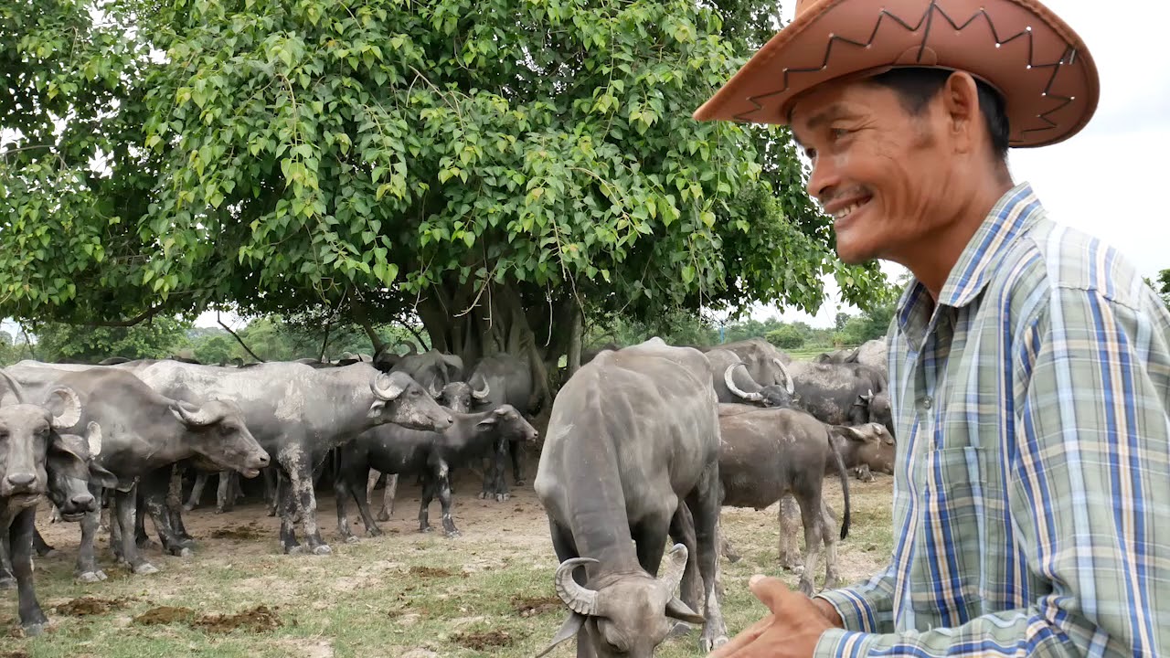 EP.43 ควายมูร่า ฝูงใหญ่300กว่าตัว อ.บ้านนา นครนายก ทางเลือก ได้ทั้งเนื้อ ทั้งนม Murrah 081-385-5944