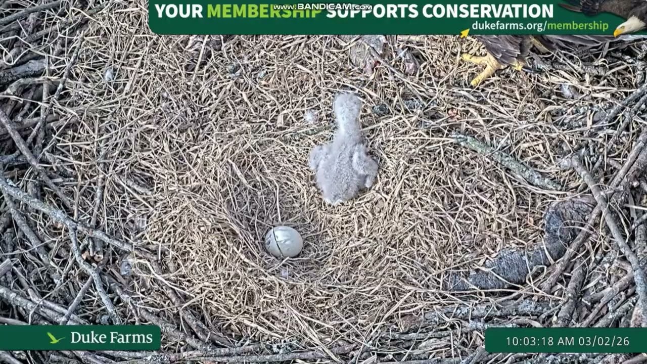 🦅Bieliki  Duke Farms w Hillsborough, NJ - karmienie  maluszka🐥2026 03 02