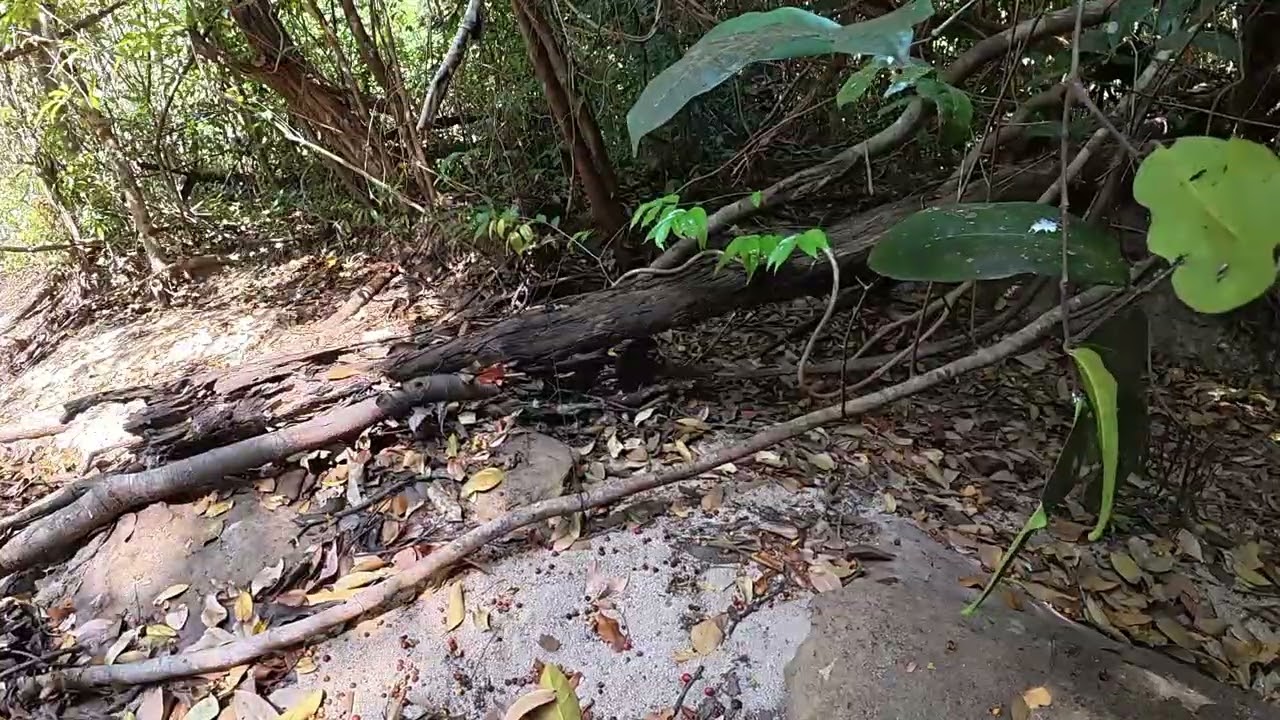 ນອນຖ່ຳໄປປ່າຄົນດຽວ/นอนถ้ำไป่าคนเดียว