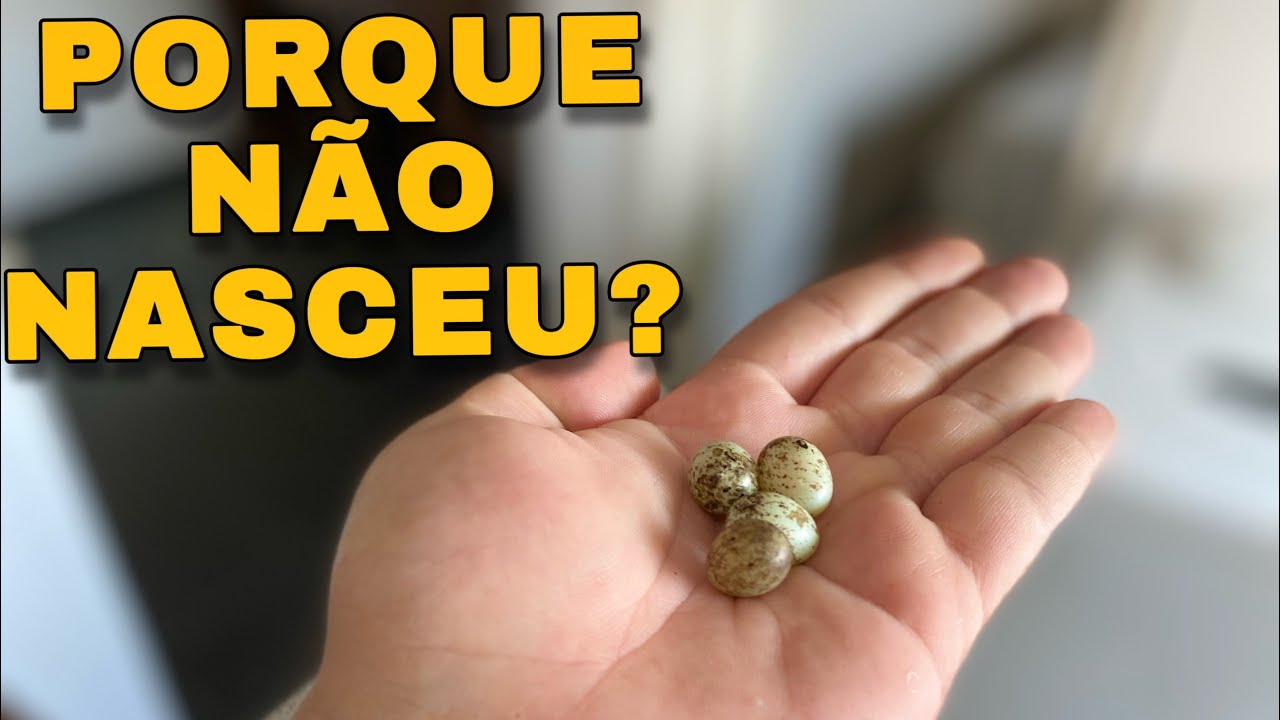 PORQUE UMA FÊMEA DE PAPA CAPIM TÁ BOTANDO E NÃO NASCE FILHOTE?