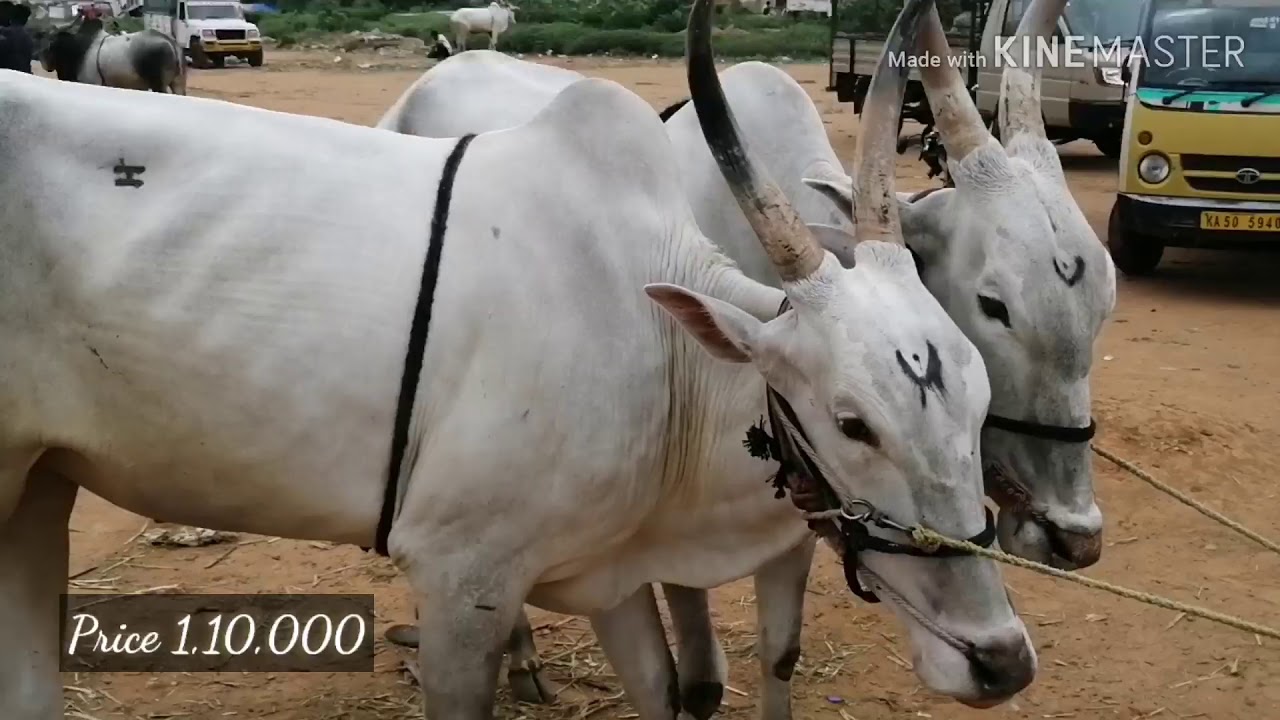 Kelamangalam cattle market,, Part - 2 /Hallikar Bulls Big Size line up at  Cattle Market