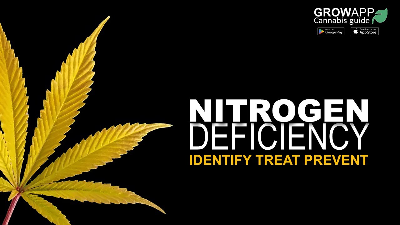 Nitrogen Deficiency | Identify, Treat, Prevent