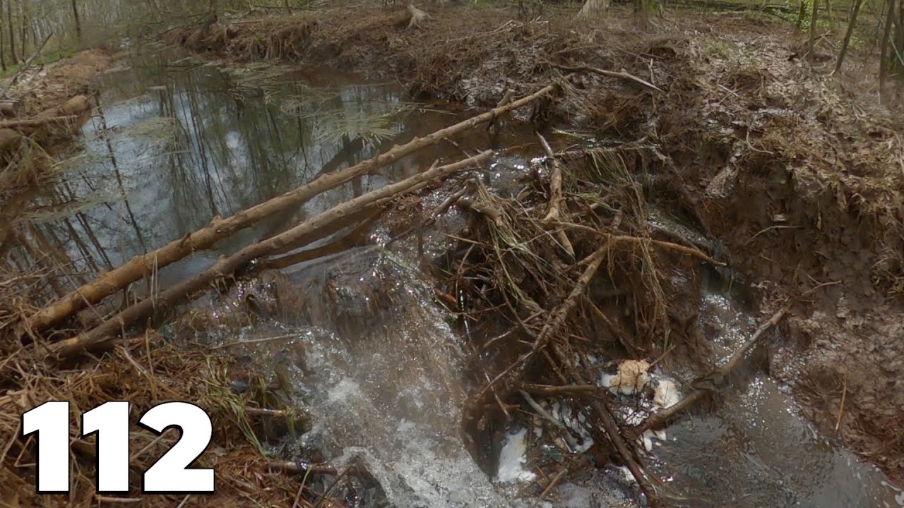 Manual Beaver Dam Removal No.112