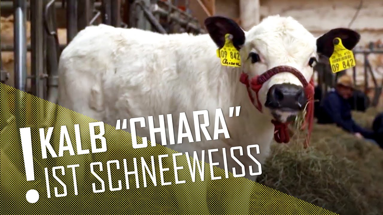 K&auml;lbchen 