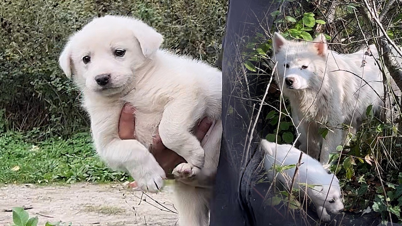 Emin Değildik Çalılıktaki Yavruların Annesi Belli Oldu 🐶