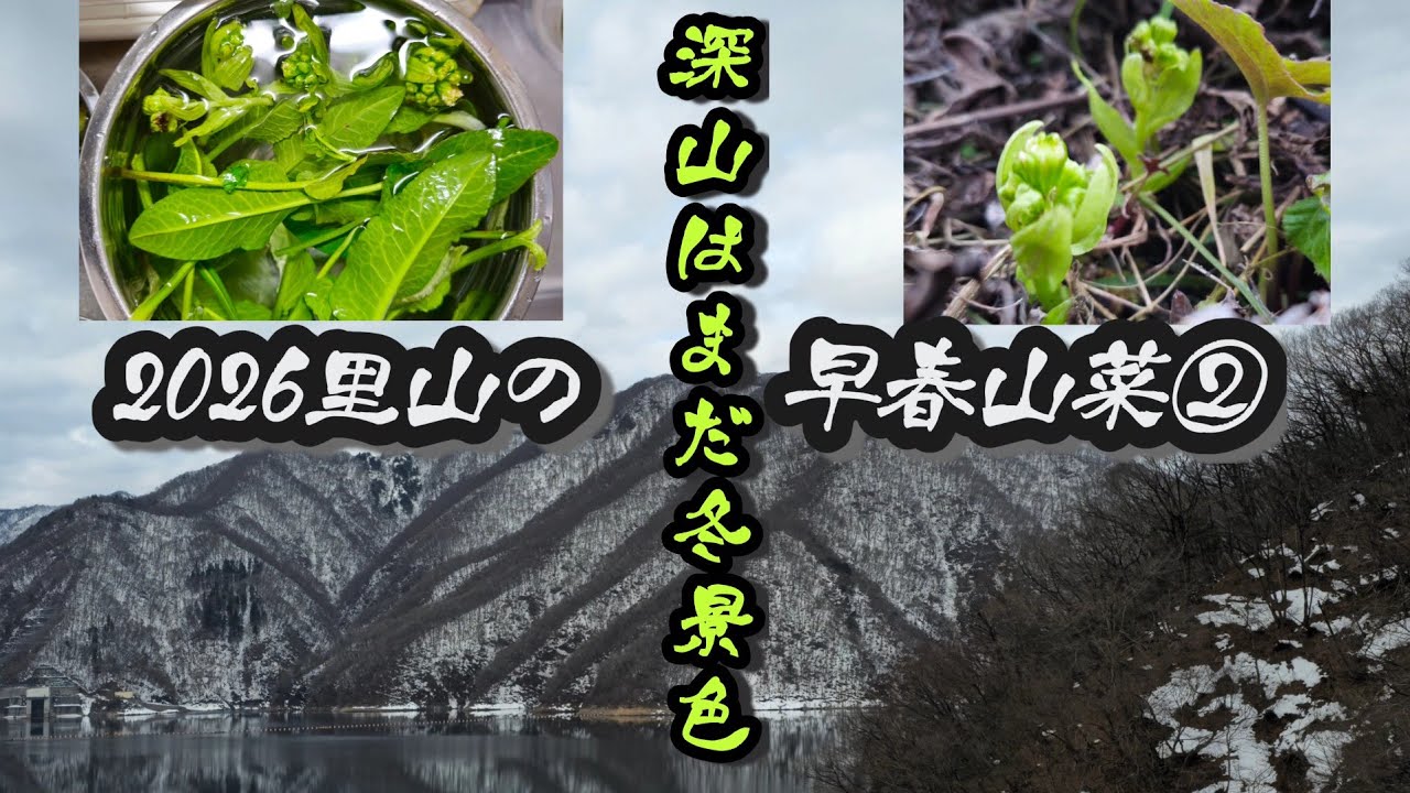 2026早春山菜(蕗の薹・ギシギシ・西洋辛子菜・アラゲキクラゲ)