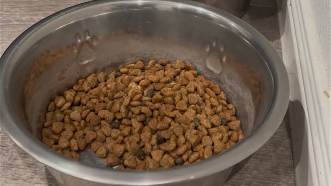 KING - DINNER TIME FOR THE PUPPY (VLOG) 