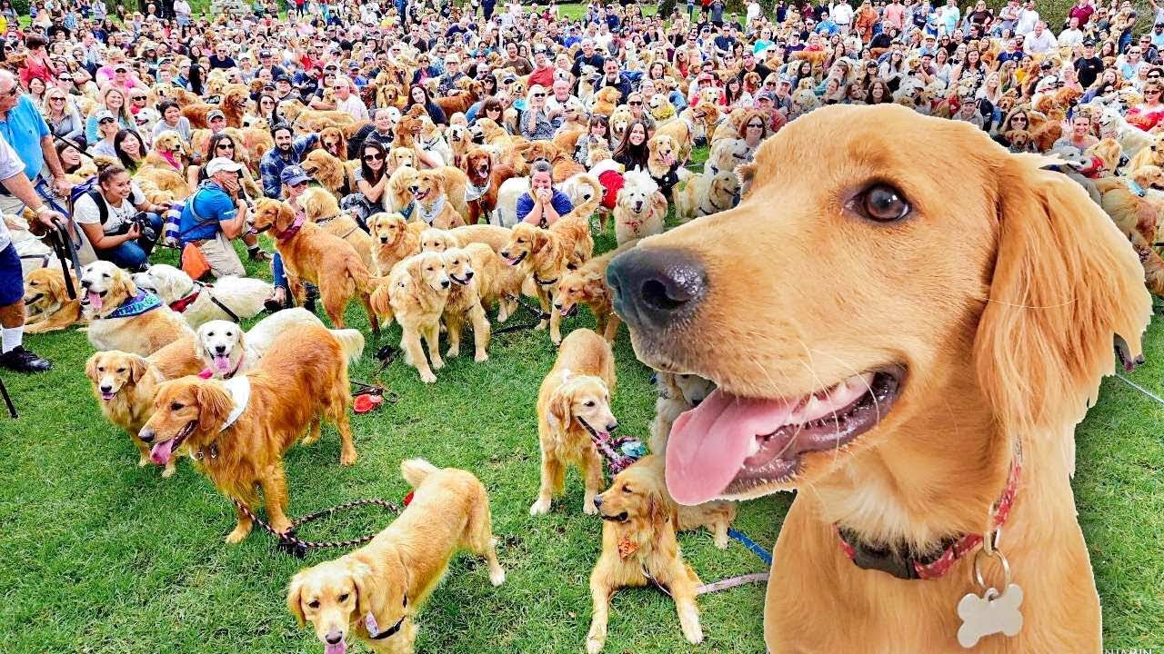Golden Retriever Sets World Record for largest meetup! (caught on tape)