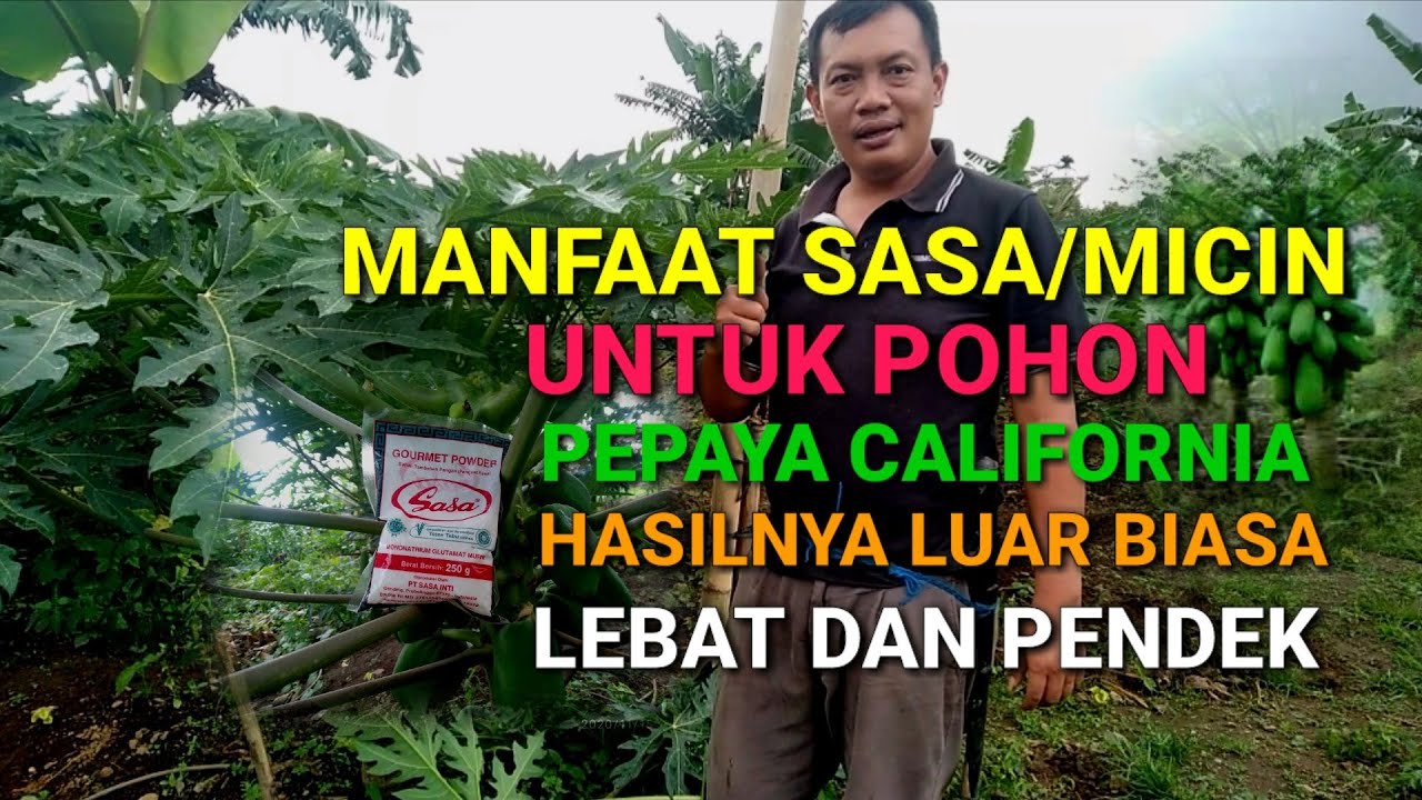 MANFAAT MICIN / MSG ][ UNTUK POHON PEPAYA CALIFORNIA - RIZAL DURPAY