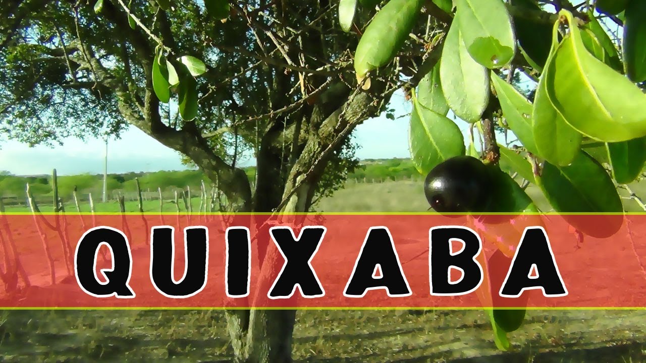 QUIXABA