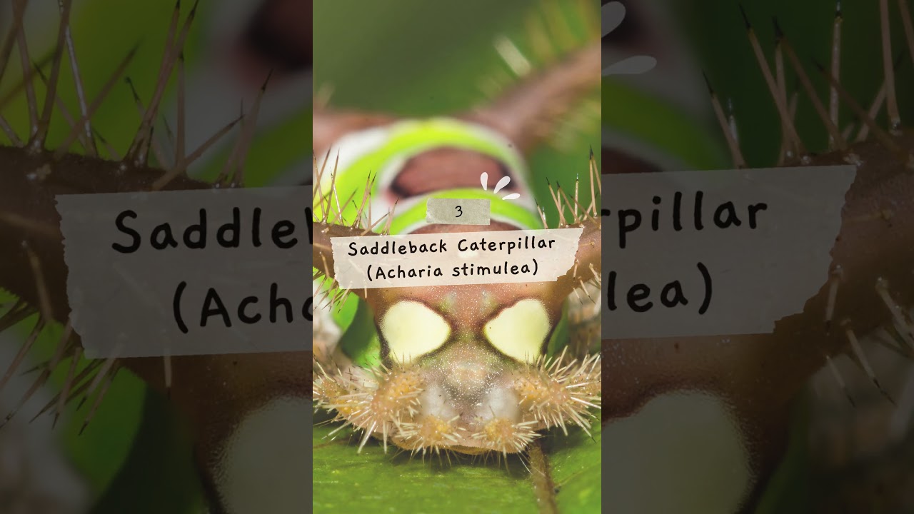 Top 10 Poisonous Caterpillar #poisonousanimals #caterpillar #venomous