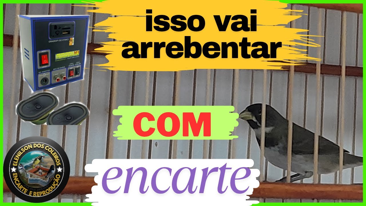 O que atrasa o canto do seu papa-capim pardo Isso vai ARREBENTAR o CANTO!