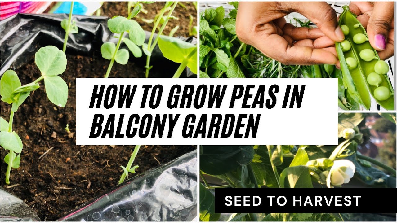 வீட்டில் பட்டாணி செடி வளர்ப்பது எப்படி?|How to grow peas in balconygarden|Howto plant peas from seed
