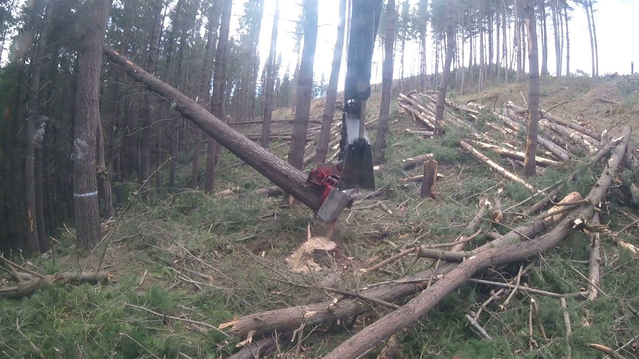 Kiwi pine killer