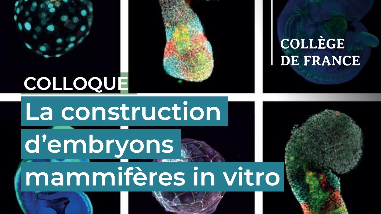 La construction d'embryons mammif&egrave;res in vitro (1) &ndash; Denis Duboule (2021-2022)