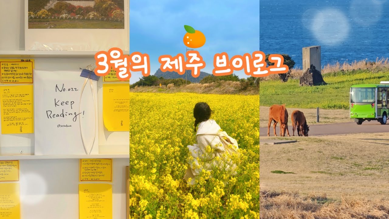[Vlog] 3월의 봄 제주도 브이로그💛 ㅣ 노오랗게 만개한 성산 유채꽃밭🏵 ㅣ 제주 동쪽 핫플 포토존 점령하기 📷 ㅣ 25년도 제주도 개화상태