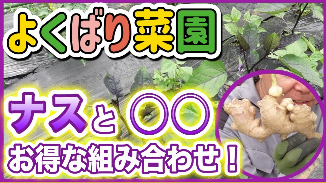 【よくばり菜園】ナスだけじゃもったいない！ナスと◯◯、お得な組合せ！！　～みどりふぉLABO そばの庭～