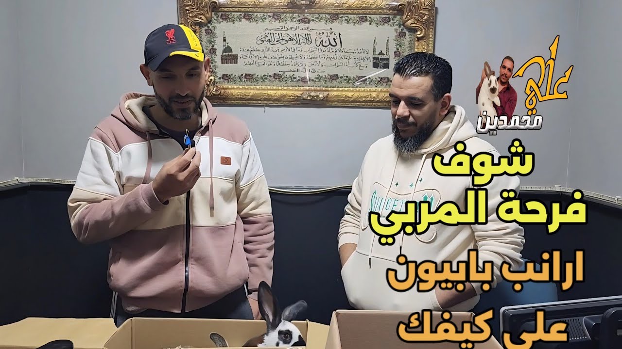هجين  ارانب اول مرة نشوفه في مصر واسمع رأي صاحبهم