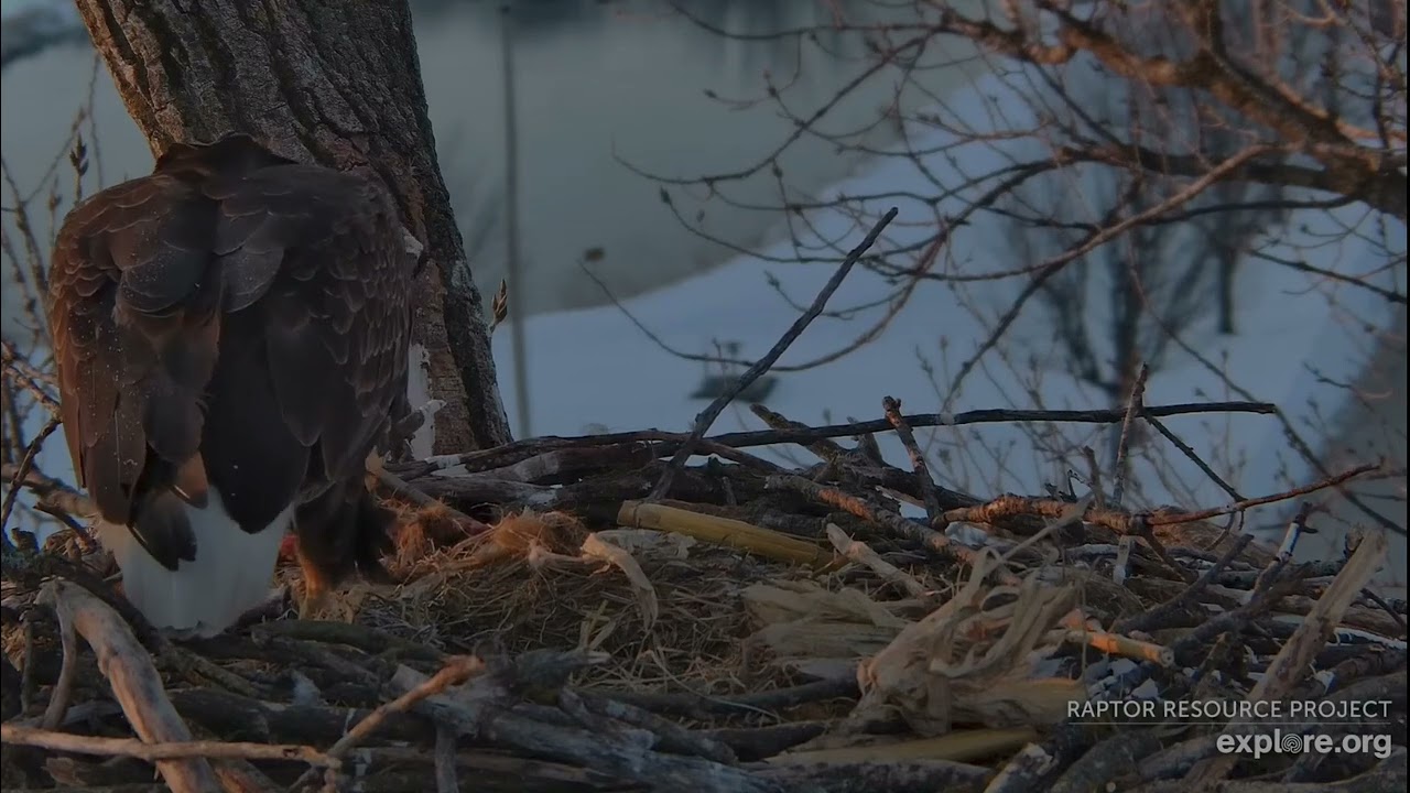 Decorah Eagles 3-2-26, 6:52 am HD brings nice fish breakfish to HM2